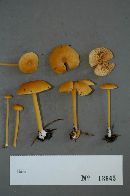 Image of Entoloma farlowii